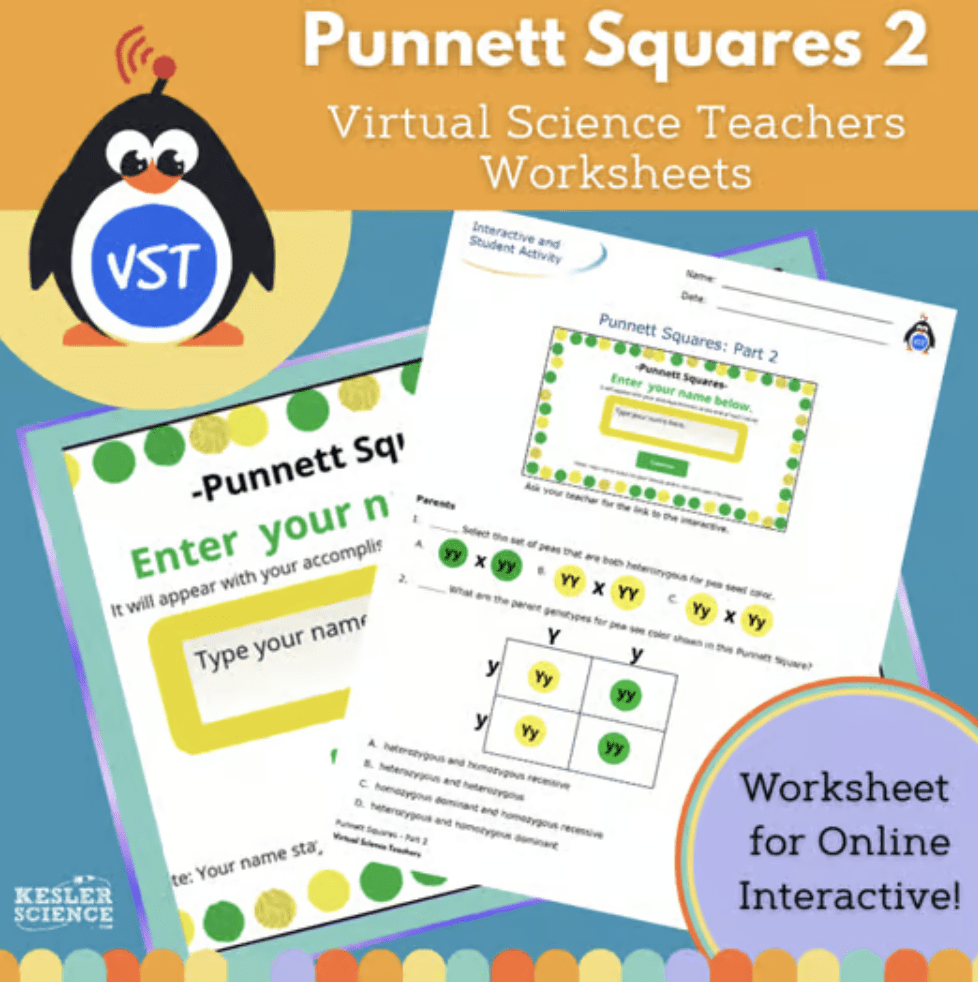 Punnets Squares Worksheet 2